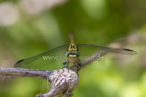 Fokus-Natur Bild