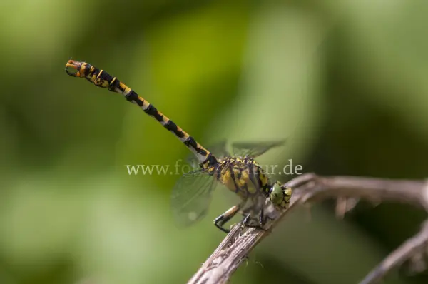 Fokus-Natur Bild