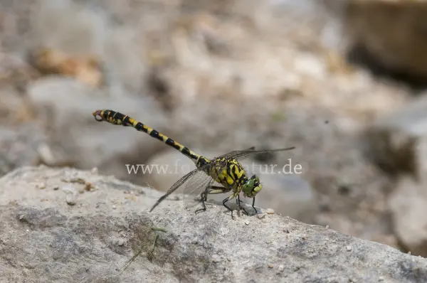 Fokus-Natur Bild