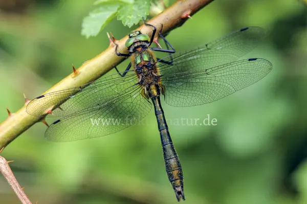 Fokus-Natur Bild