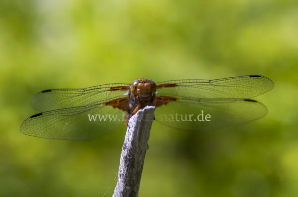 Fokus-Natur Bild