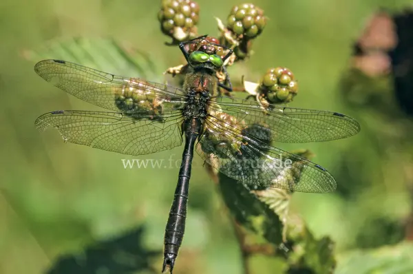 Fokus-Natur Bild