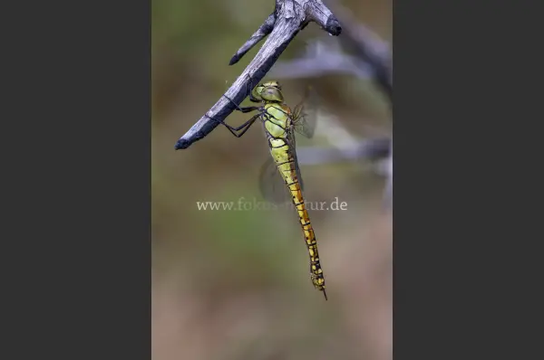 Fokus-Natur Bild