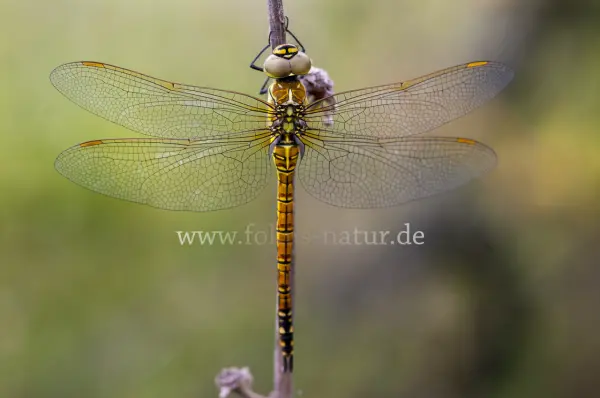 Fokus-Natur Bild