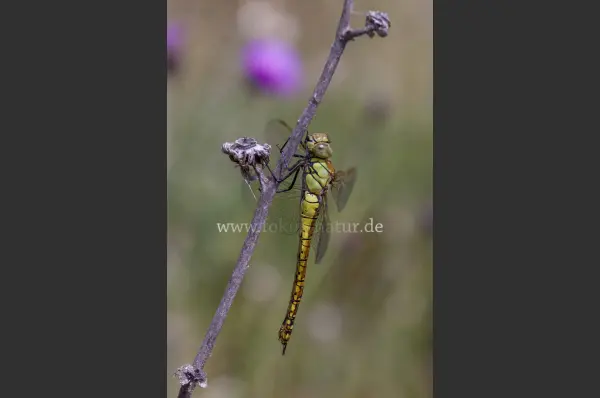 Fokus-Natur Bild