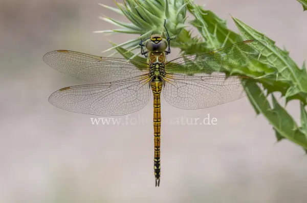 Fokus-Natur Bild