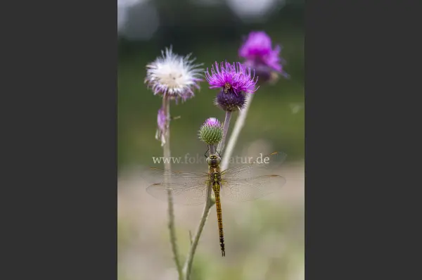 Fokus-Natur Bild