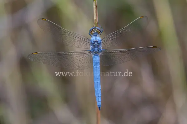 Fokus-Natur Bild