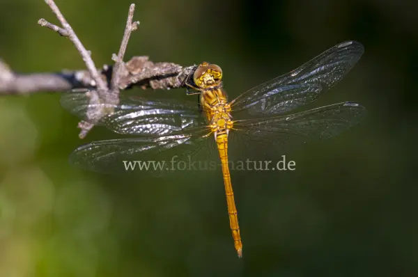 Fokus-Natur Bild