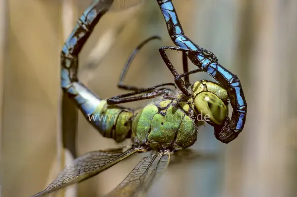 Fokus-Natur Bild