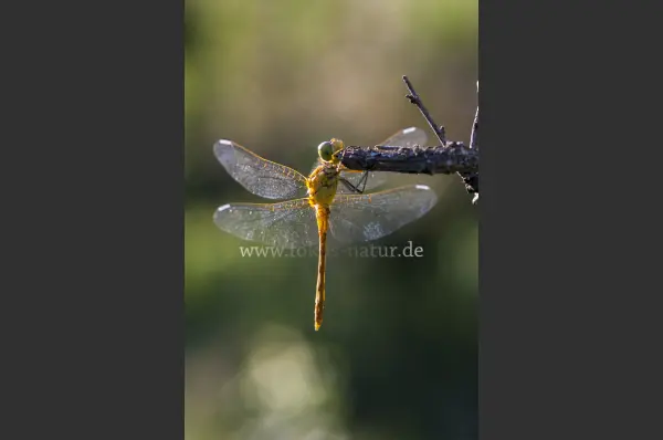 Fokus-Natur Bild