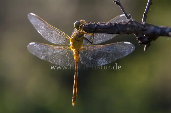 Fokus-Natur Bild