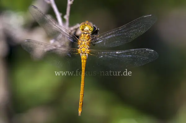Fokus-Natur Bild