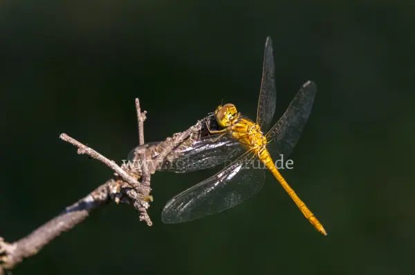 Fokus-Natur Bild