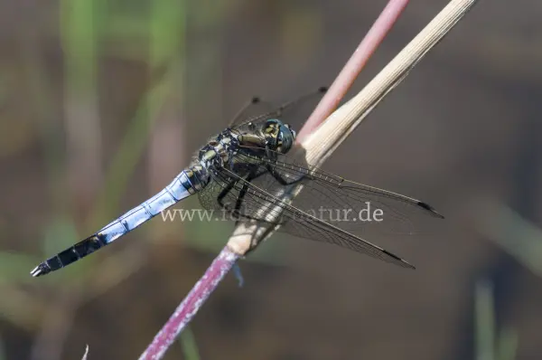 Fokus-Natur Bild