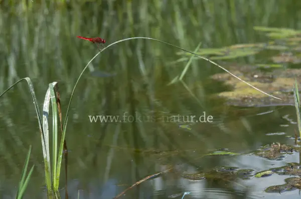 Fokus-Natur Bild