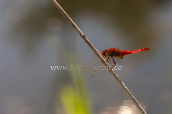 Fokus-Natur Bild