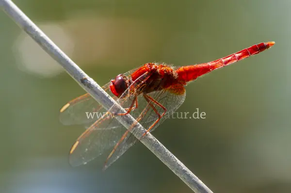 Fokus-Natur Bild