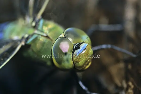 Fokus-Natur Bild