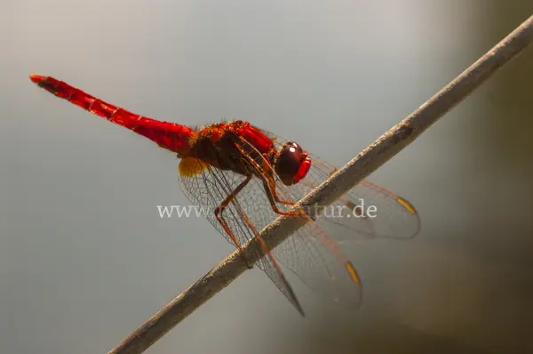 Fokus-Natur Bild