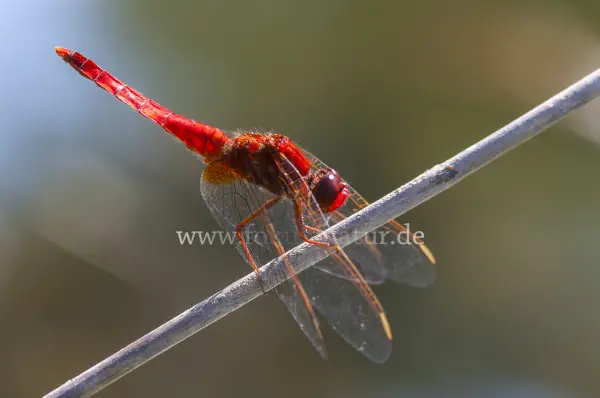 Fokus-Natur Bild