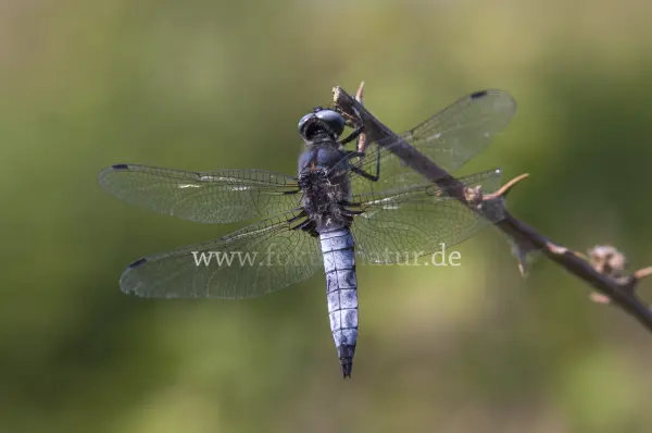 Fokus-Natur Bild