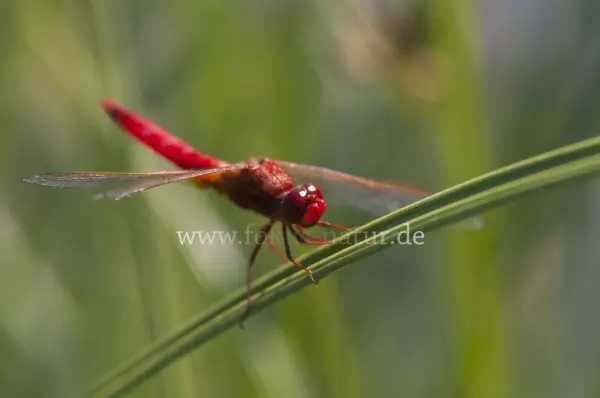Fokus-Natur Bild