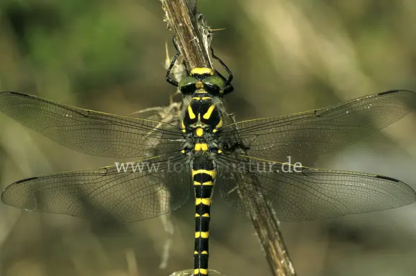 Fokus-Natur Bild