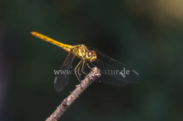 Fokus-Natur Bild