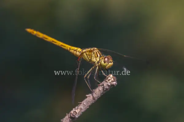 Fokus-Natur Bild