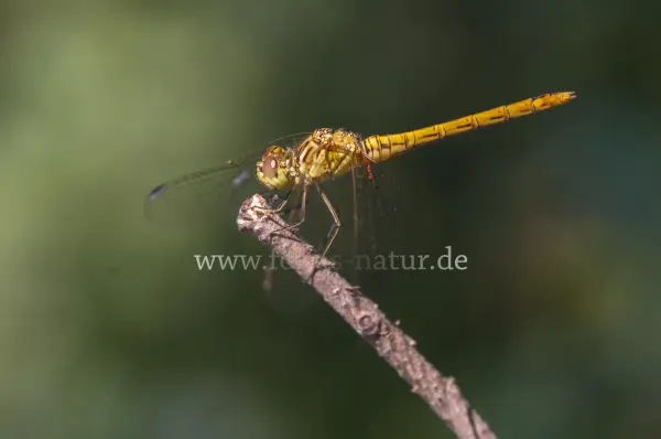 Fokus-Natur Bild