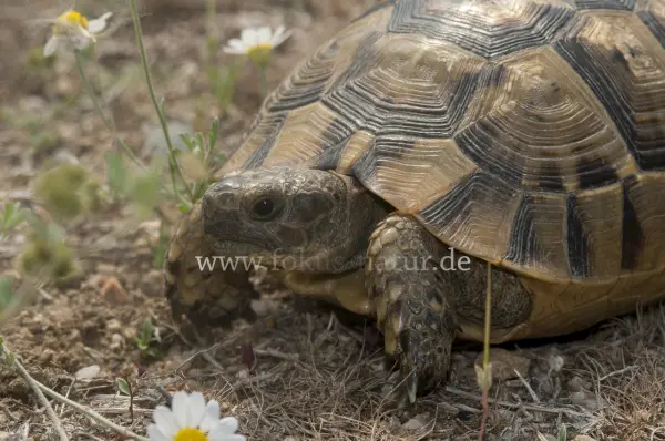 Fokus-Natur Bild