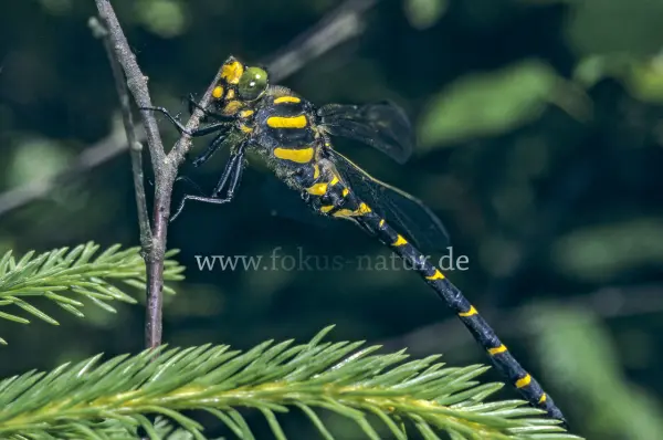 Fokus-Natur Bild