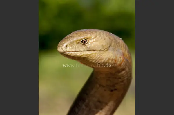 Fokus-Natur Bild