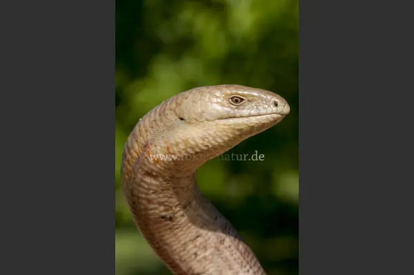 Fokus-Natur Bild