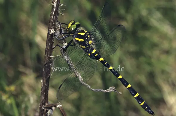 Fokus-Natur Bild