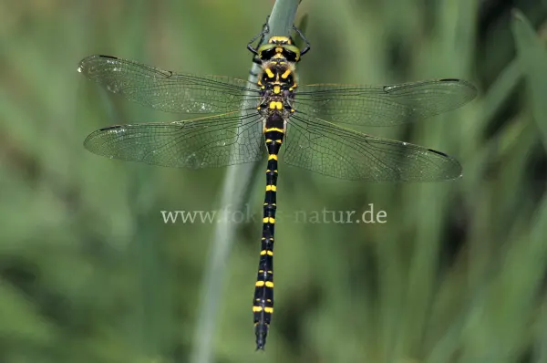 Fokus-Natur Bild