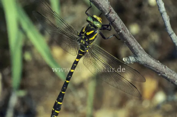 Fokus-Natur Bild