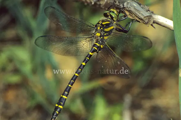Fokus-Natur Bild