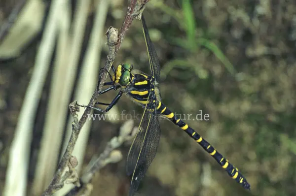 Fokus-Natur Bild