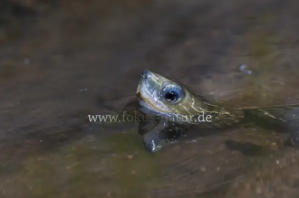 Fokus-Natur Bild