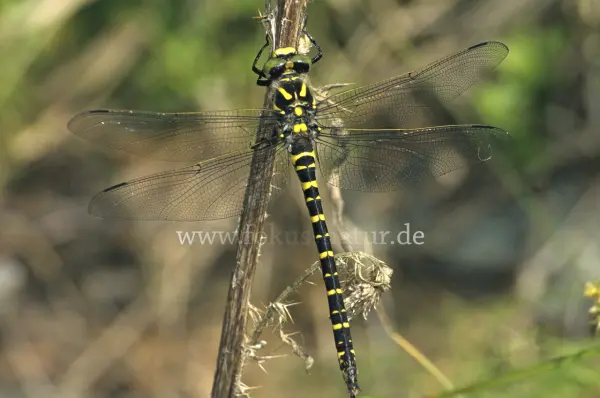 Fokus-Natur Bild