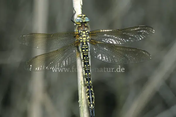 Fokus-Natur Bild