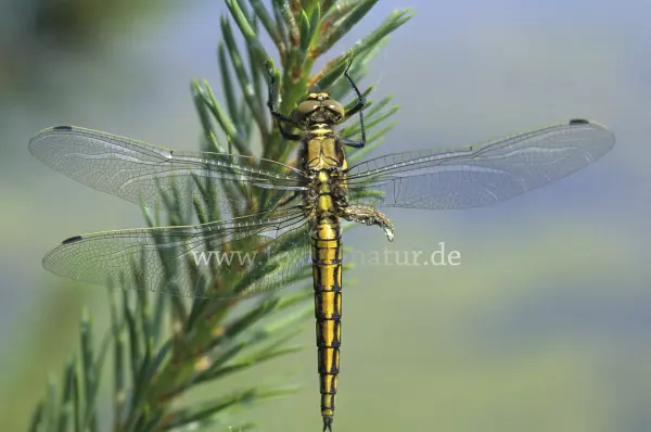 Fokus-Natur Bild