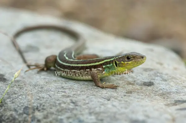 Fokus-Natur Bild