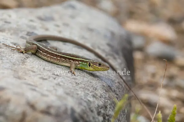 Fokus-Natur Bild