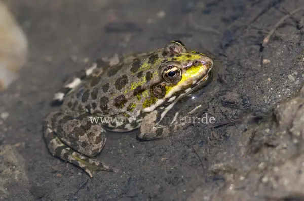 Fokus-Natur Bild