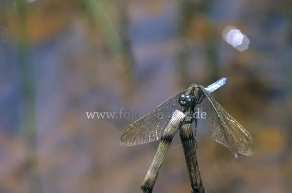 Fokus-Natur Bild
