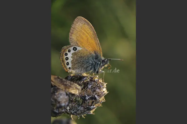 Fokus-Natur Bild