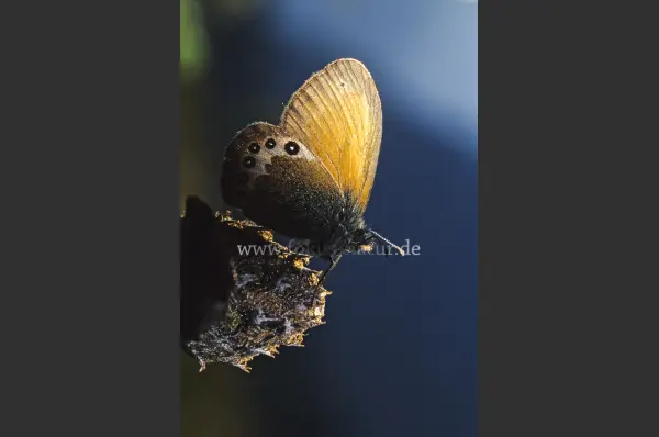 Fokus-Natur Bild